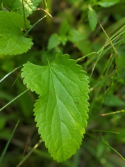 Packera pseudaurea