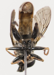 Anasimyia distincta