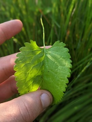 Packera pseudaurea