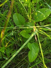 Packera pseudaurea