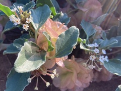 Tripterocalyx micranthus