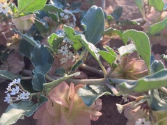 Tripterocalyx micranthus