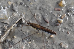 Limnoporus
