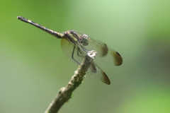 Micrathyria laevigata