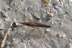 Limnoporus