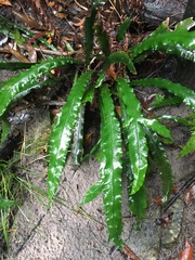 Asplenium attenuatum