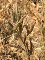 Cordylanthus pilosus