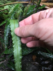 Asplenium attenuatum