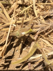 Cordylanthus pilosus