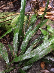 Asplenium attenuatum