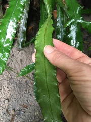 Asplenium attenuatum