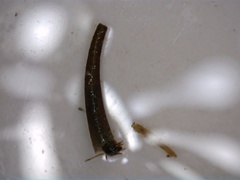 Pycnocentria evecta