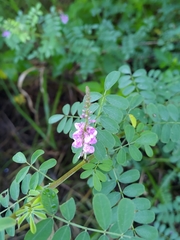 Indigofera pseudotinctoria