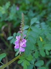 Indigofera pseudotinctoria