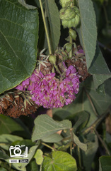 Dombeya wallichii