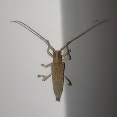 Saperda calcarata