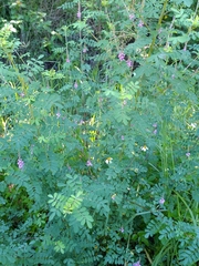 Indigofera pseudotinctoria