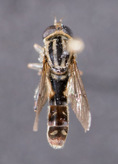 Anasimyia distincta