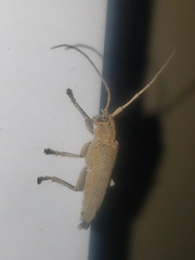 Saperda calcarata