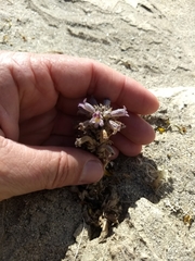 Aphyllon cooperi cooperi