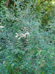 Indigofera pseudotinctoria
