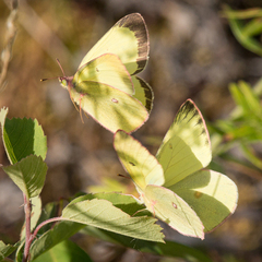 Colias interior