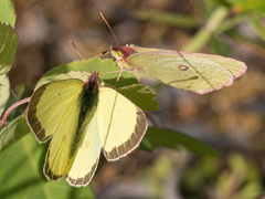 Colias interior
