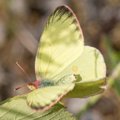 Colias interior