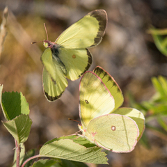 Colias interior