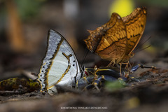 Polyura eudamippus