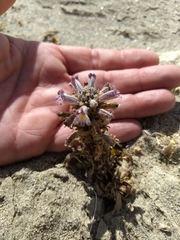 Aphyllon cooperi cooperi