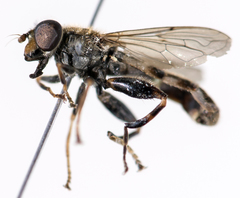 Anasimyia distincta