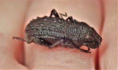Sclerorinus bubalus