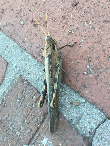 photo of Gray Bird Grasshopper (Schistocerca nitens)