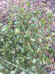 Dodonaea triangularis