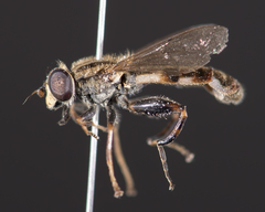 Anasimyia distincta