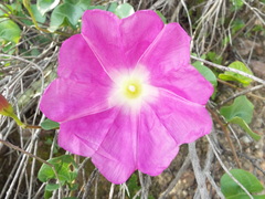 Ipomoea hartwegii