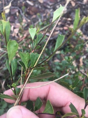 Dodonaea triangularis