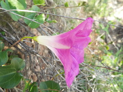 Ipomoea hartwegii