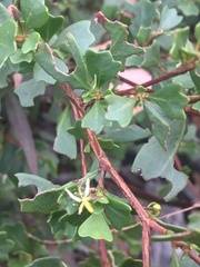 Dodonaea triangularis