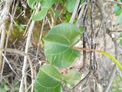 Ipomoea hartwegii