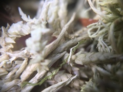 Sphagnum