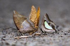 Charaxes bernardus
