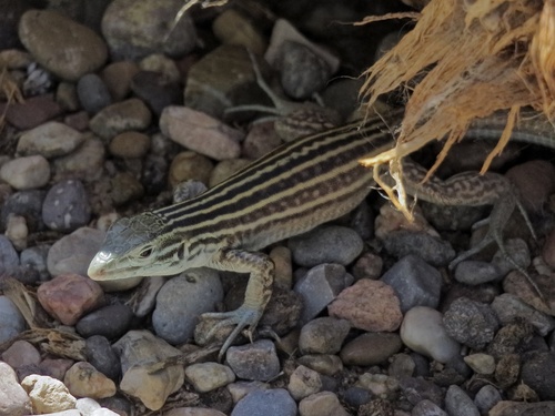 New Mexico Whiptail