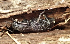 Sclerorinus bubalus