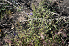 Cryptantha microstachys