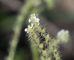 Cryptantha microstachys