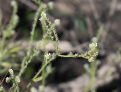 Cryptantha microstachys