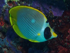 Chaetodon adiergastos