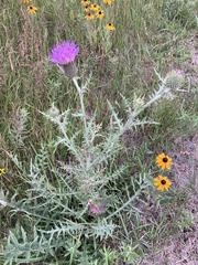 Cirsium flodmanii